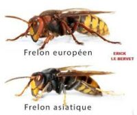 Frelons asiatiques – Vigilance sur les nids primaires